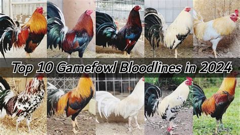 winningest gamefowl bloodline